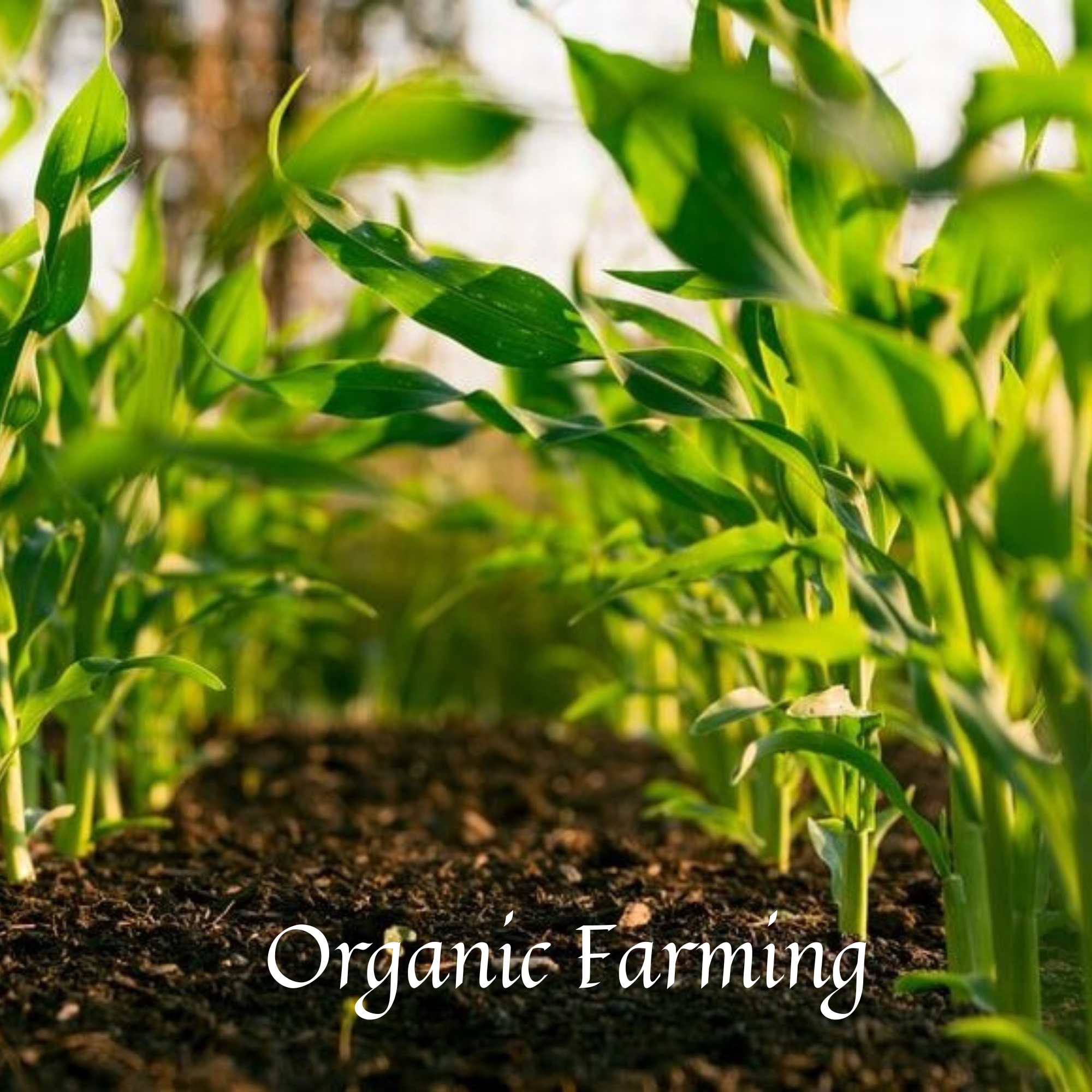Organic Farming