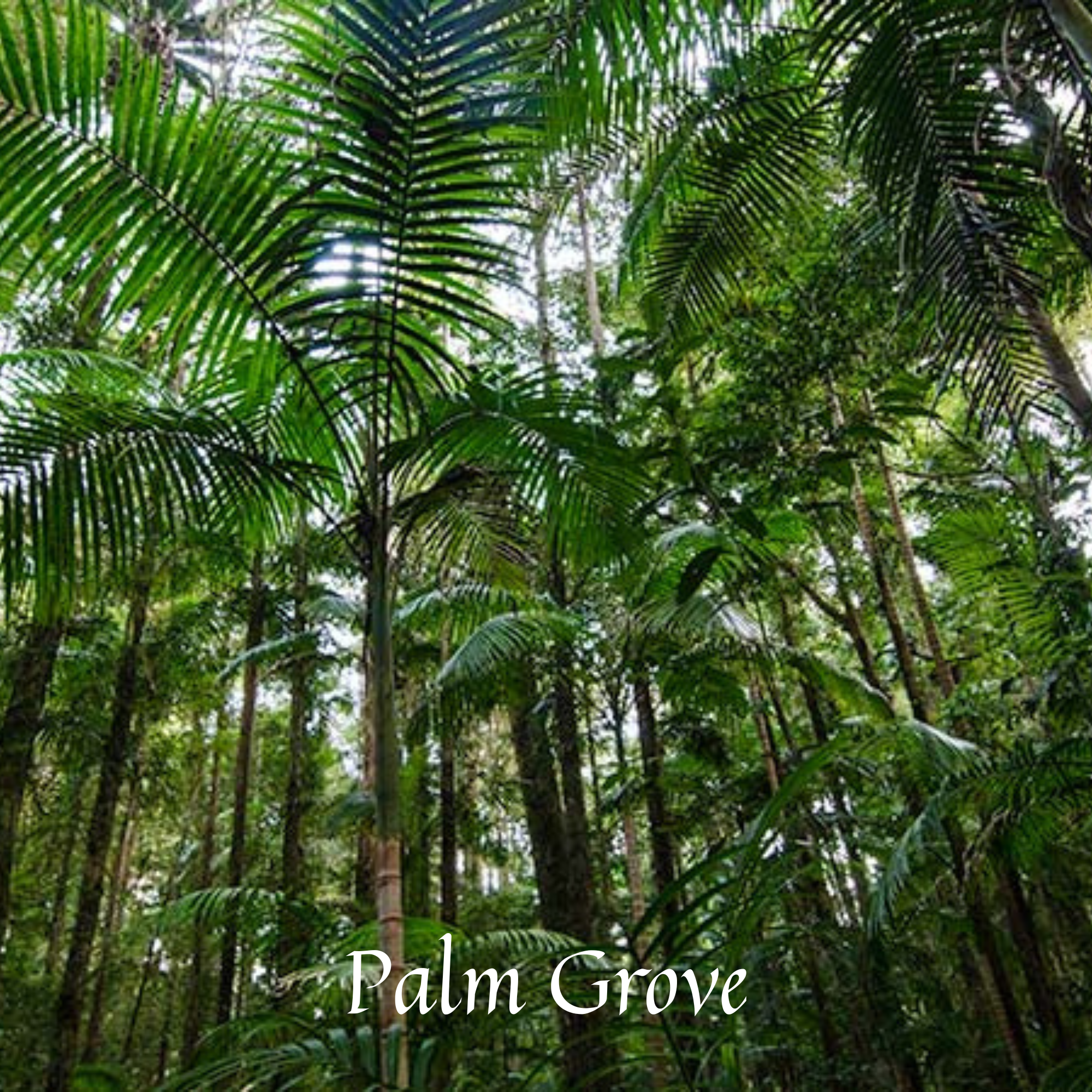 Palm Grove