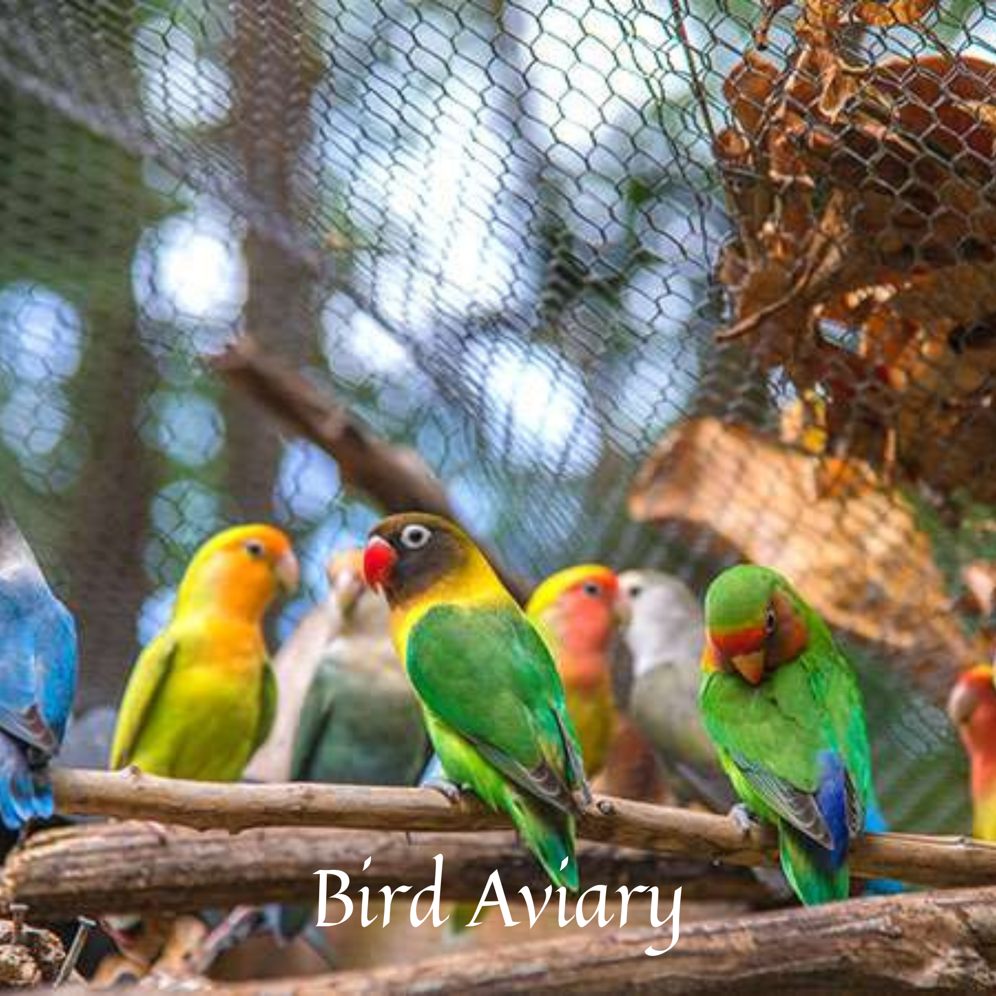 Bird Aviary